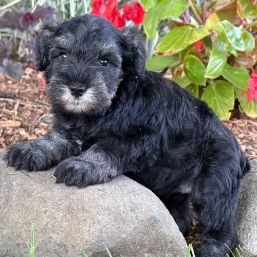 Schnauzer Miniatura: Pelagem incrível