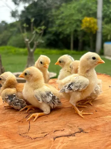 Pintinhos de Garnizé Serama, Mini Cornish e Mini Cochin disponíveis 