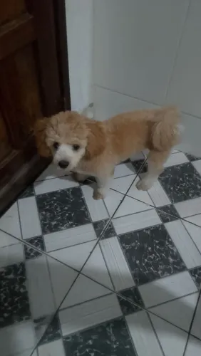 Cachorro poodle