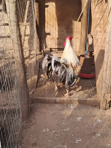 Vendo galos de várias raças