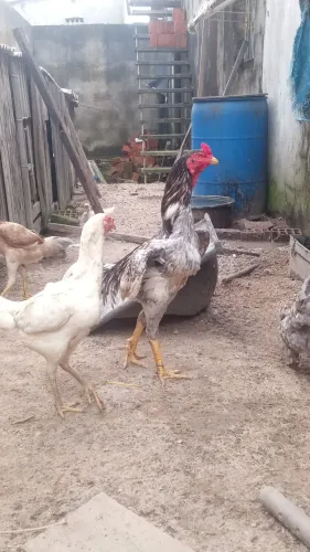 Galo shamo