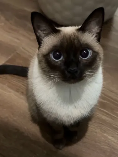 Procuro Gatinho Peludinho para Adoção