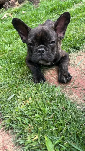 Bulldog francês ! Puro encanto !