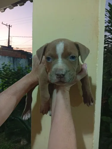Filhote de Pitbull RedNose macho 45 de nascido.
