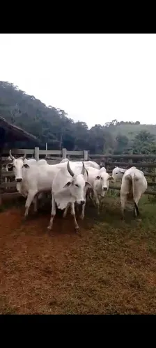 Lote vaca nelore