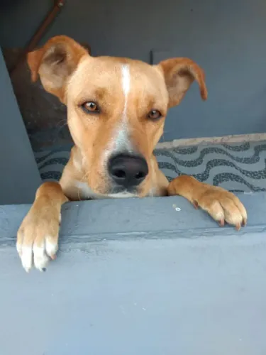 Doação de dois cães 