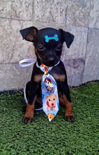 Pinscher machinho - 48 dias