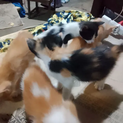 Doação de gatinho