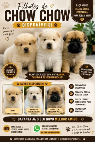 Filhotes de Chow Chow 