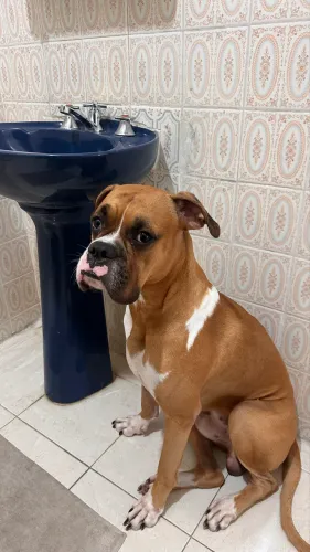 Estou atrás de uma namorada Boxer
