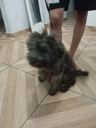 Doa filhote de 3 meses 