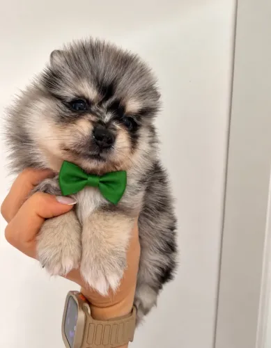 Lindos Filhotes Lulu Pomerânia