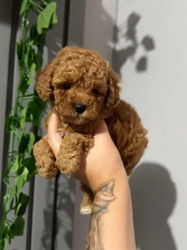 Poodle Toy red linda fêmea vacinada e vermifugada