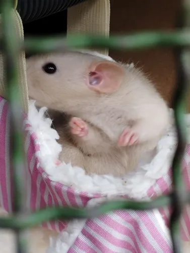 Ratinho rato Twister 