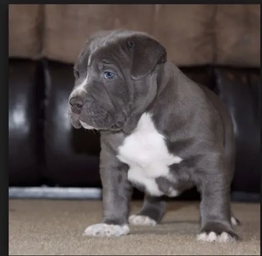 American Bully Um Filhotinho Para Compartilhar Amor Sem Limites 