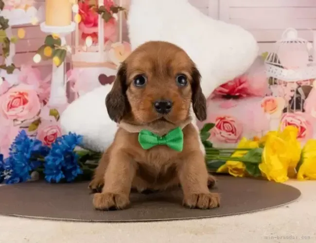 Filhotinhos super ativos: Teckel/Dachshund/Salsicha/Salsichinha/Basset/Cofap