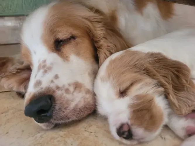 Lindos Filhotes de Cocker Spaniel - Melhor presente para o Dia das Crianças