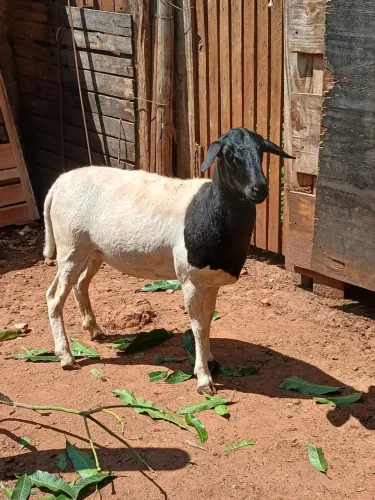 Ovelha reprodutora Dorper a venda