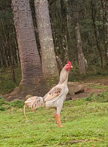 galo indio