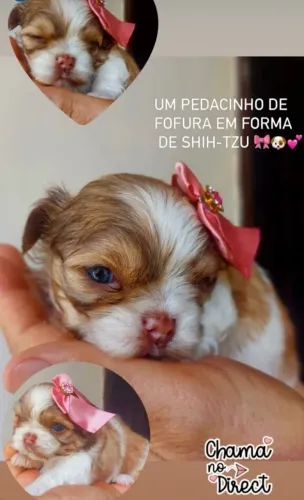 Shitzu