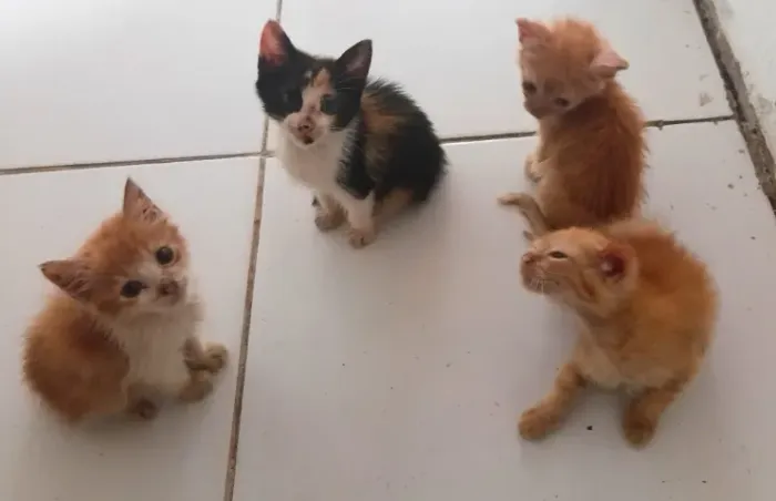 4 gatinhos fofos para doação