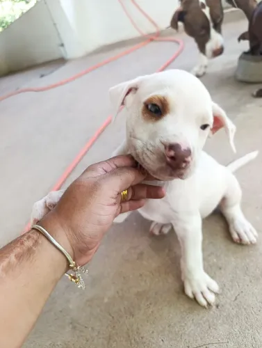 Filhote Pitbull