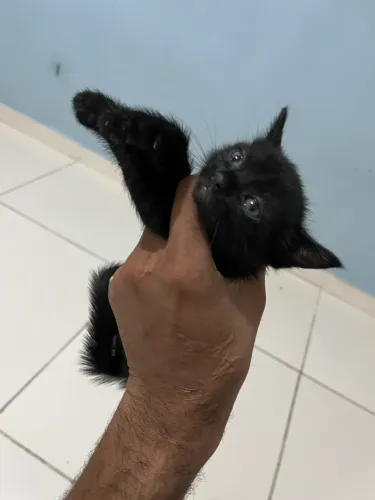 Gatinha para adoção 