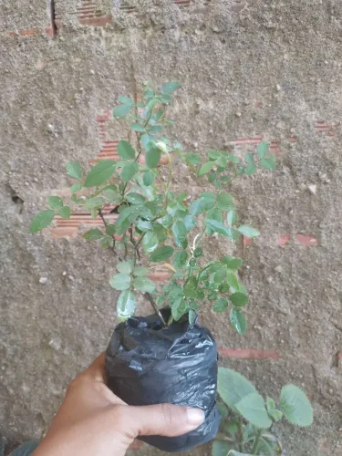 Mine rosa branca 