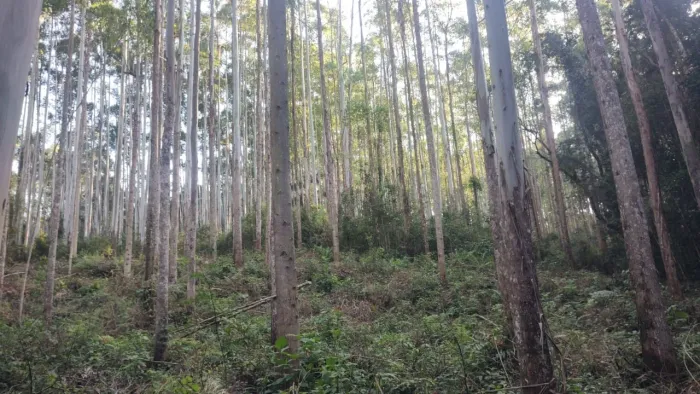 *FAZENDA COM EUCALIPTO A VENDA NO VALE DO RIBEIRA - REGIÃO DE REGISTRO-SP* ?? Área Total: 