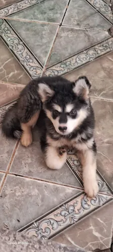 Husky fêmea