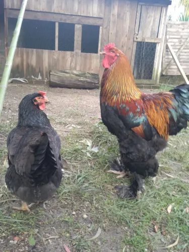 Galo brahma perdiz e galinha caipira