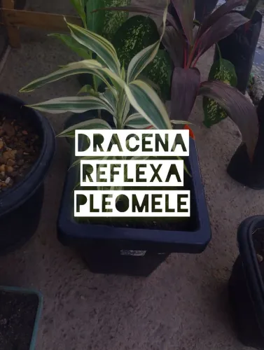 Dracena Reflexa Pleomele