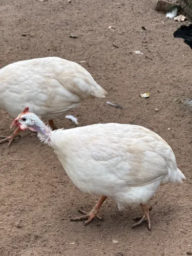Galinha da angola