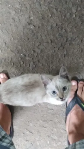 Doa-se gatinhos de 4 meses