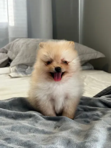 Vendo filhote de Lulu pomerania spitz alemão anão 