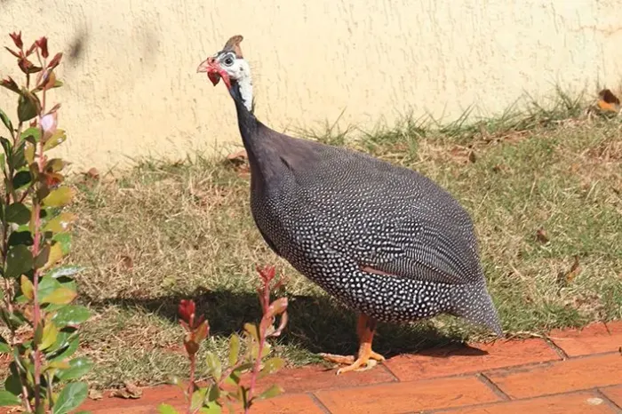 Galinha angola picote