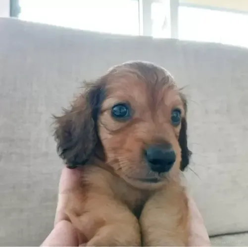 Baby de ótima linhagem: Teckel/Dachshund/Salsicha/Salsichinha/Basset/Cofap - Pelo longo