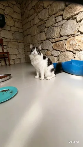 Gato Maine coon 