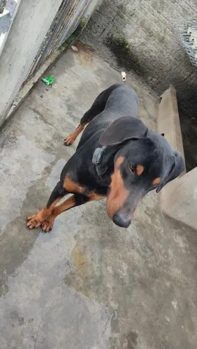 Doberman