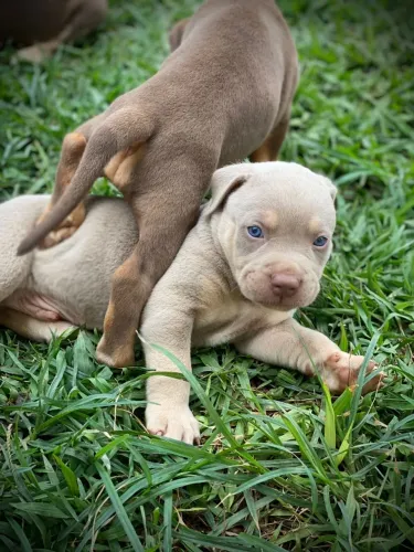 Pitmonster/ macho/ Xl Bully / Pitbull 