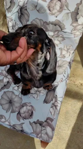 Filhote de Basset macho arlequim 