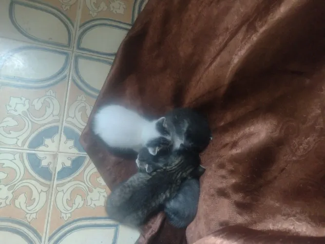 Doações de gatos 