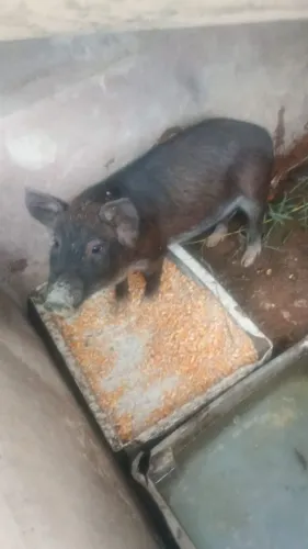 Vendo porquinha fêmea 2 mês já desmamada