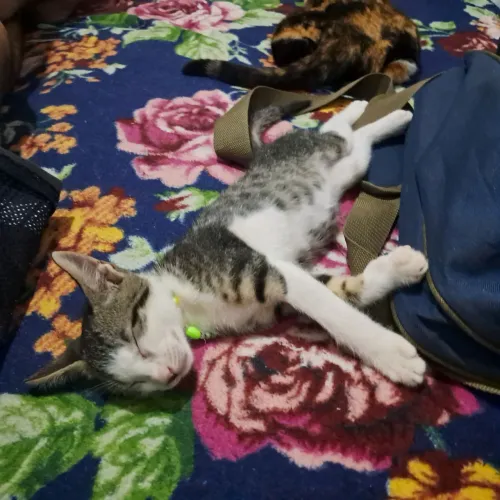 Doa-se gato filhote