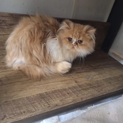 Gato persa vacinado pedigree 