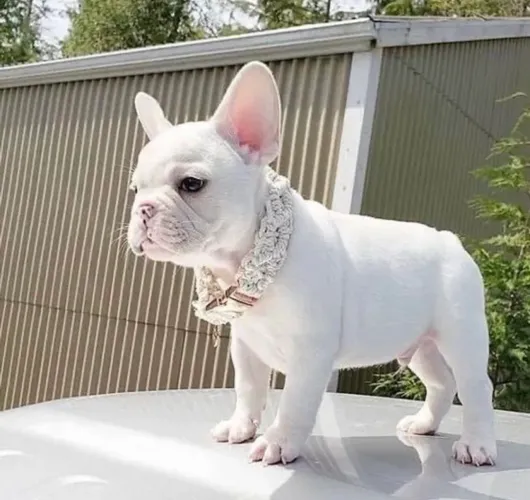 Bulldog francês : garanta o seu dog hoje 