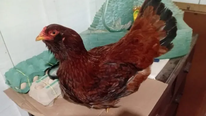Franga Mestiça Orloff Russo