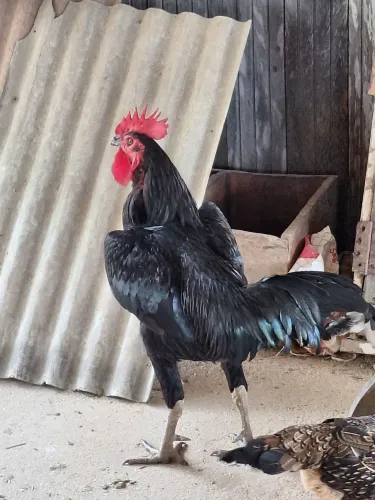 Galo caipira