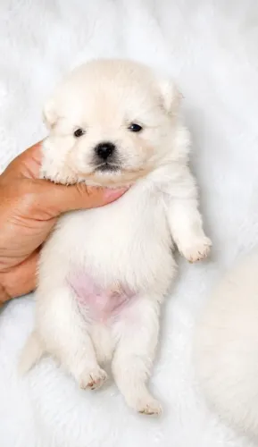 Spitz Alemão Anão Macho