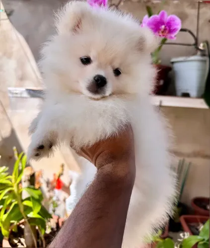 Spitz alemão 